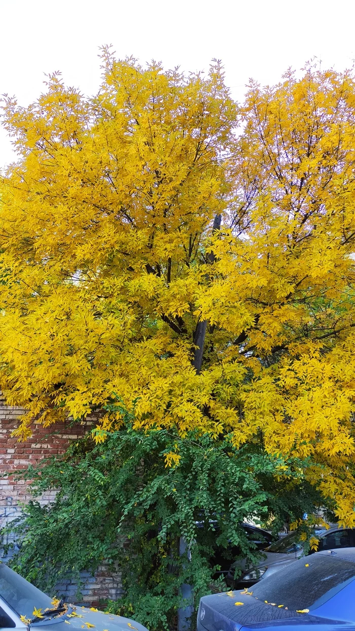 Autumn colors - My, Leaves, Autumn, The photo