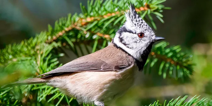 A rare crested tit spotted in the natural and historical park Moskvoretsky - Tit, Moscow, Birds, Longpost, The photo