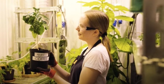 Finnish scientists have grown artificial coffee in the laboratory - Ecology, Processing, Coffee, Stability, Separate garbage collection, Waste, Longpost