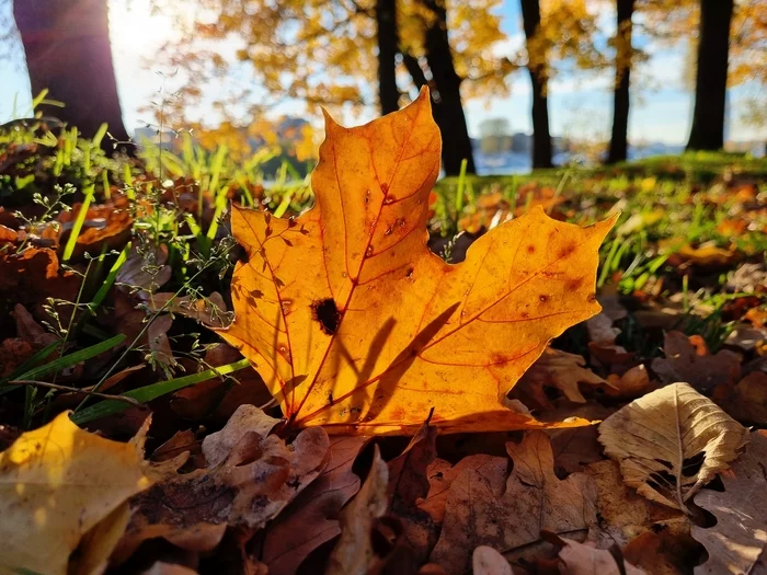 Autumn in St. Petersburg - My, Saint Petersburg, Autumn, The photo, Longpost