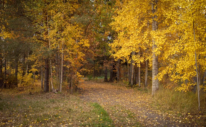 Autumn is so autumn - My, Autumn, The photo, Leningrad region, Leaves, Longpost, Autumn leaves