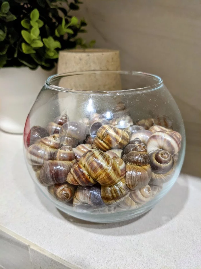 The answer to the post In the sense of lying? - Childhood, Seashells, Decor, Gathering, Reply to post