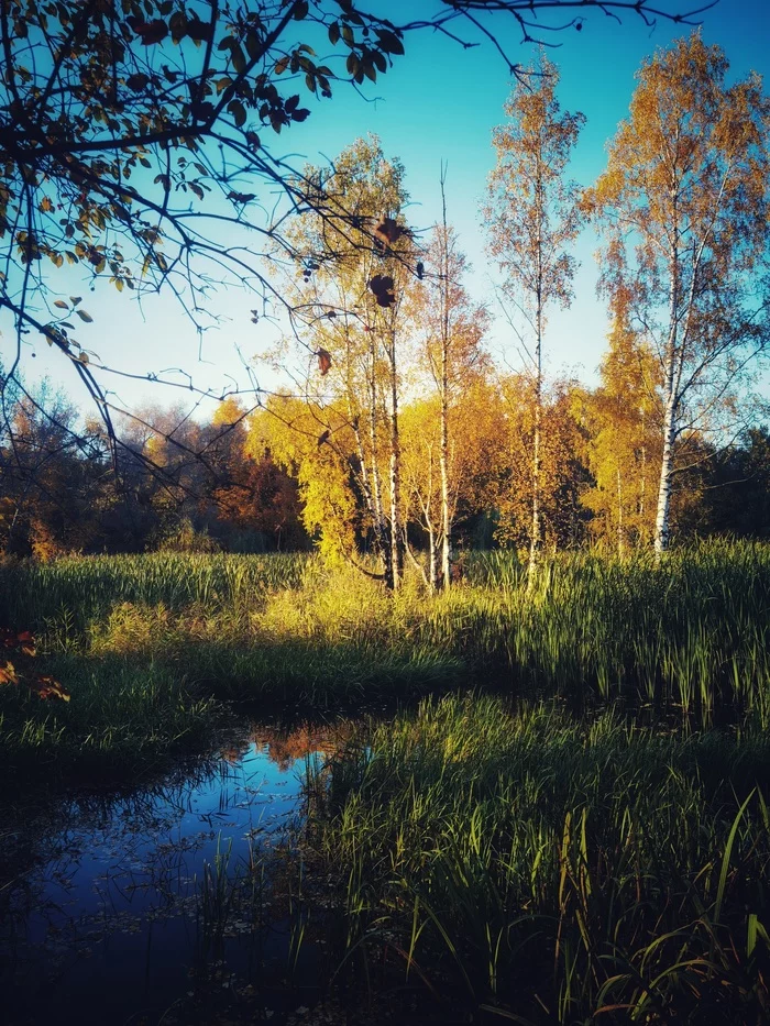 Визуал - Моё, Осень, Мысли, Мобильная фотография, Длиннопост