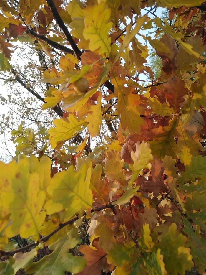 Oak - My, Oak, Autumn, Leaves, Autumn leaves, The photo