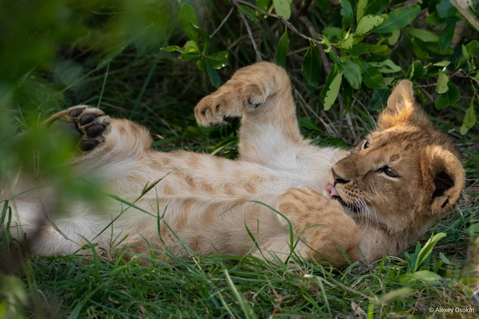 lion cuteness - Lion cubs, Milota, The photo, Alexey Osokin, Photographer, Big cats, Predatory animals, a lion, , Wild animals, wildlife, beauty of nature, Instead of a thousand words, Longpost