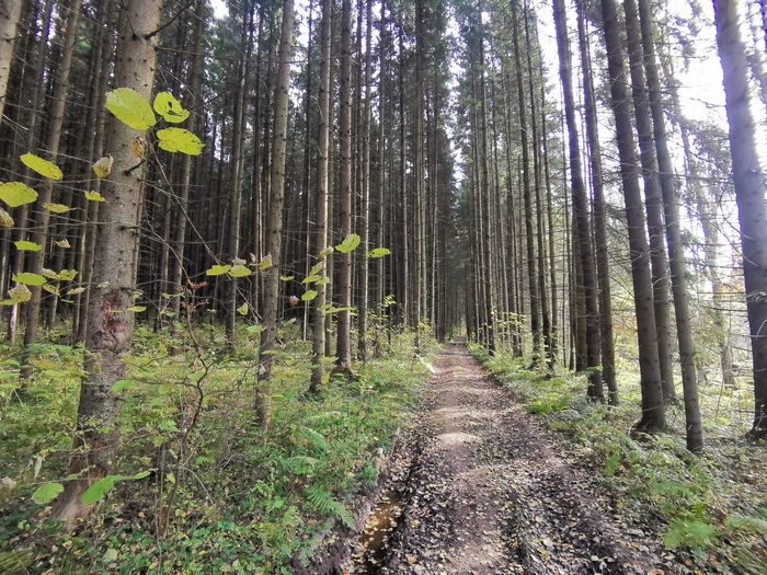 на каком уровне должно быть седло велосипеда. Смотреть фото на каком уровне должно быть седло велосипеда. Смотреть картинку на каком уровне должно быть седло велосипеда. Картинка про на каком уровне должно быть седло велосипеда. Фото на каком уровне должно быть седло велосипеда