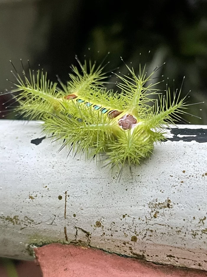 Beautiful caterpillars - My, Nature, wildlife, Mobile photography, Beautiful, Insects, Longpost, Caterpillar