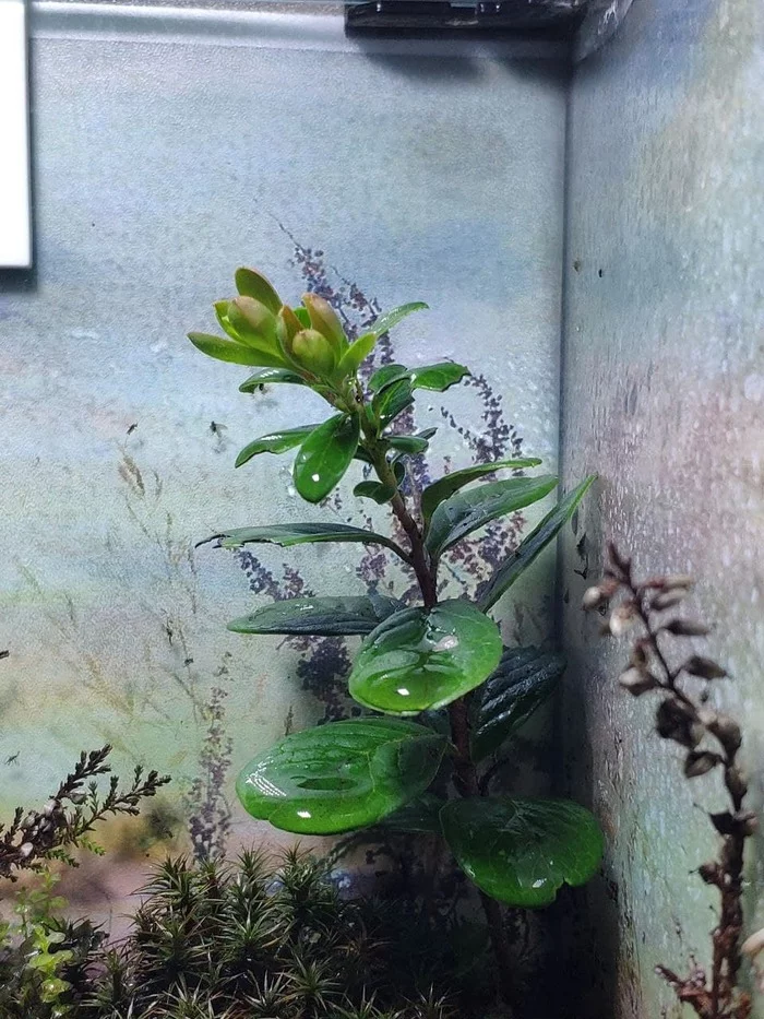 Continuation of the post Dry Msharnik in the workplace) - My, Aquarium, Moss, Florarium, Reply to post, Longpost