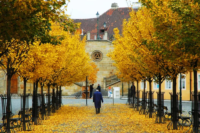 Autumn has come to Prague - Czech, Prague, The Charles Bridge, Autumn, The photo, Autumn leaves
