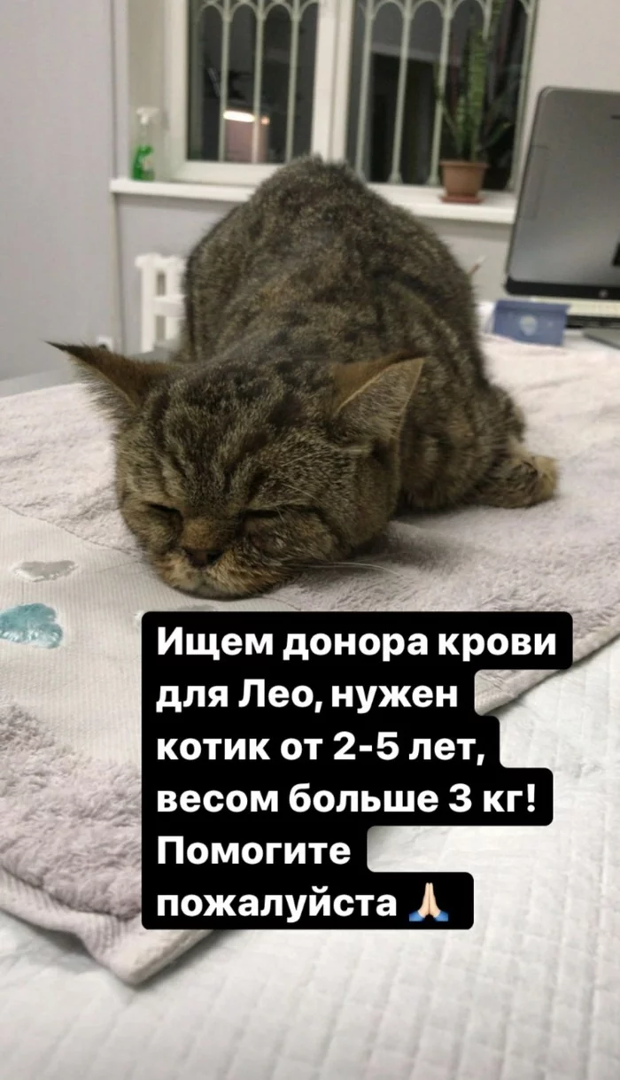 We are looking for a blood donor for a cat. - My, cat, Almaty, Veterinary, No rating, Blood transfusion, Help, Donor