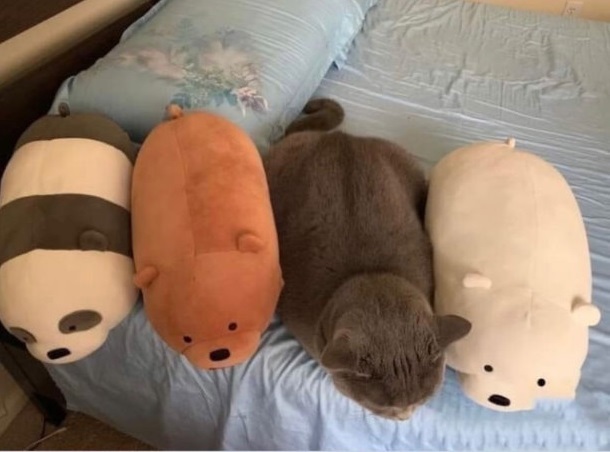 At home among strangers - cat, Toys, We Bare Bears, Pets