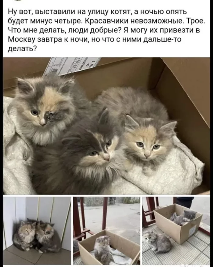 Kittens found in a box near the road on the street (Moscow) - Moscow, Kittens, Abandoned, House, In good hands, cat, No rating