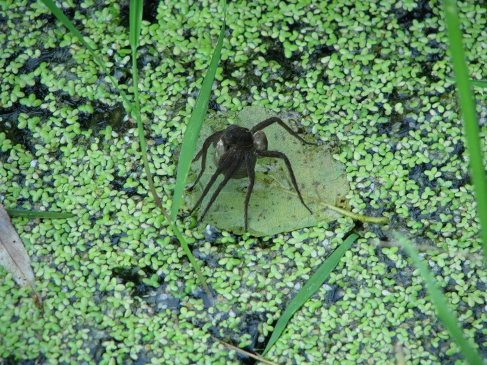 Reply to Australia hold my beer - My, Spider, Dacha, Moscow region, Pond, Reply to post, Longpost