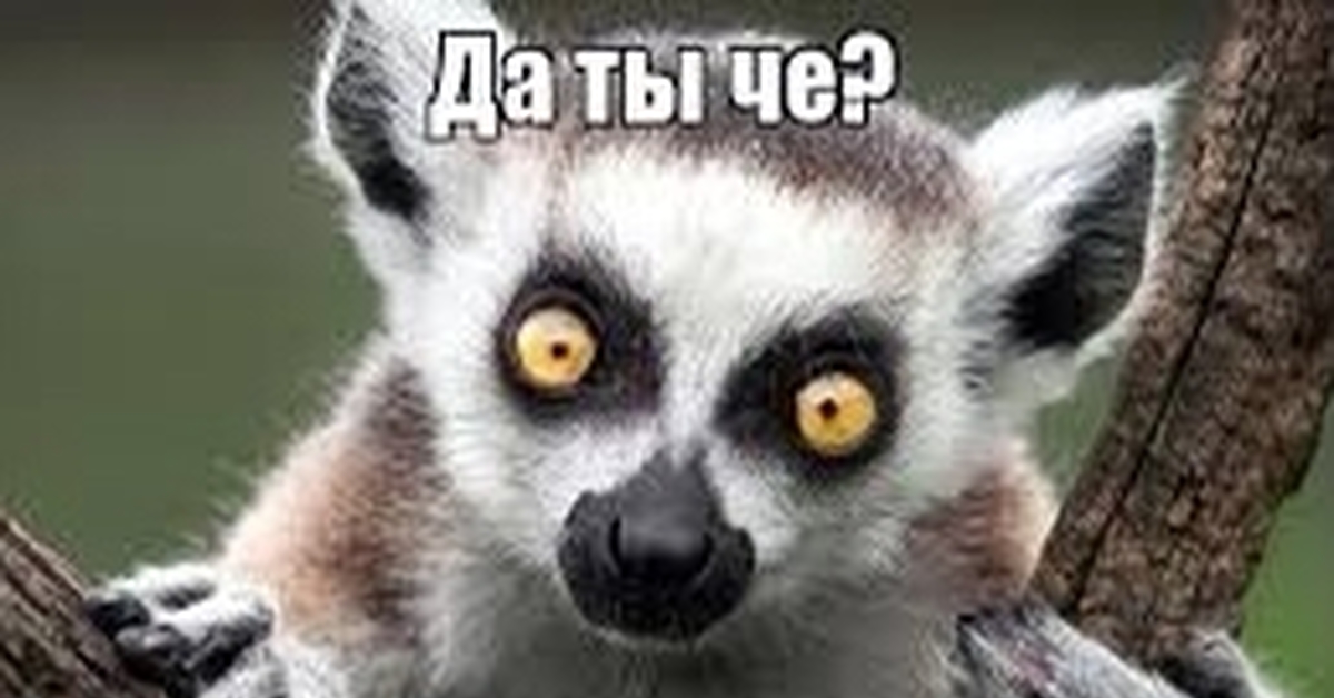 Лемур авито