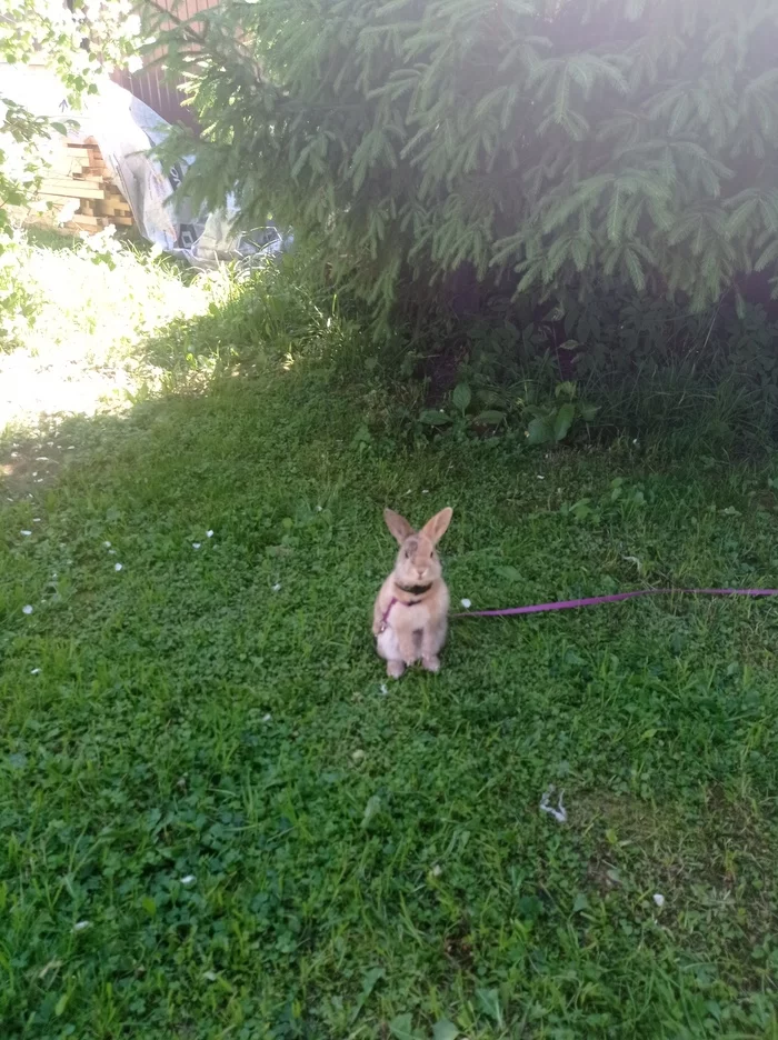 Rabbits are not cowards or stupid! - My, Rabbit, Nature, Truth, Hare, Underpants