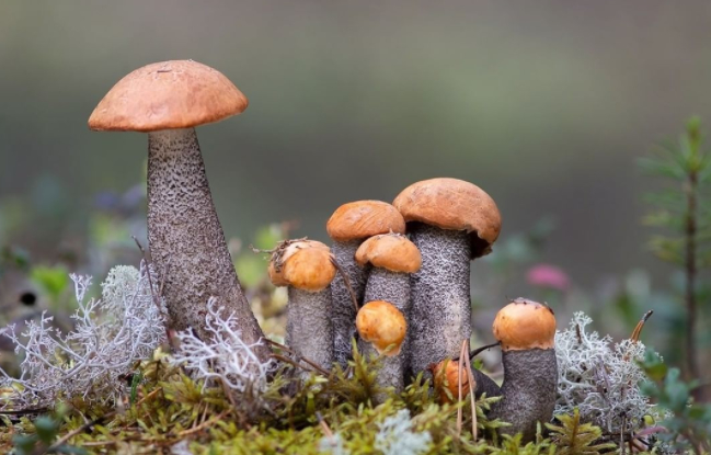 Family - Mushrooms, Silent hunt, Autumn, The photo