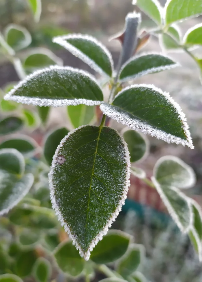 First frosts - My, Mobile photography, Flowers, Frost, The photo, Longpost