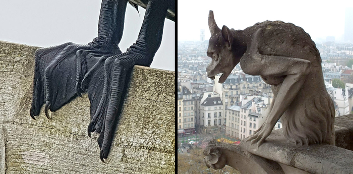 Лапки баклана