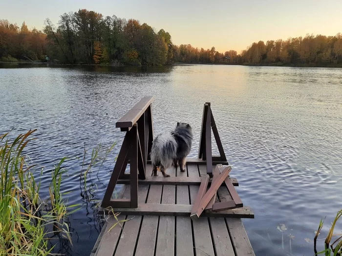 autumn dog - My, Dog, Keeshond, Autumn, Nature, The photo