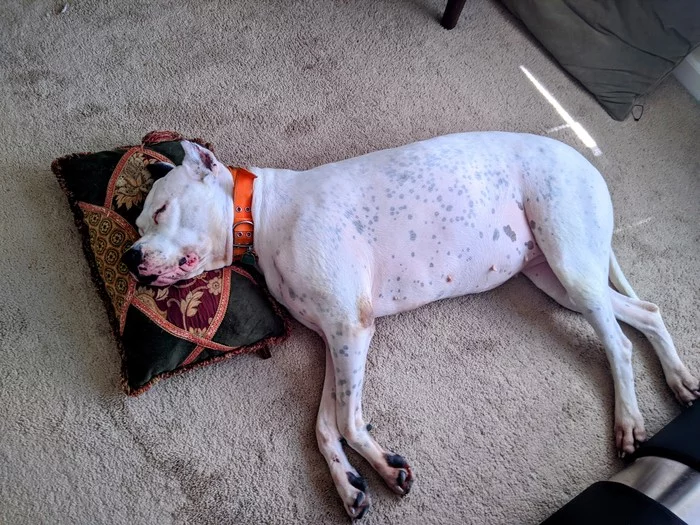 A real Indian is always good everywhere ... (Zero) - My, Dog, Sonya, Great Dane of Argentina, The photo
