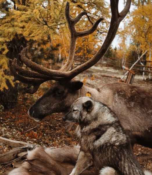 Two comrades - Deer, Dog, friendship, Animals