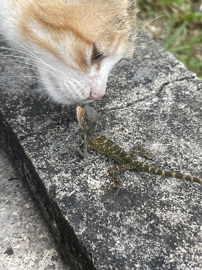 Начало большой и чистой любви. Ну или обед
