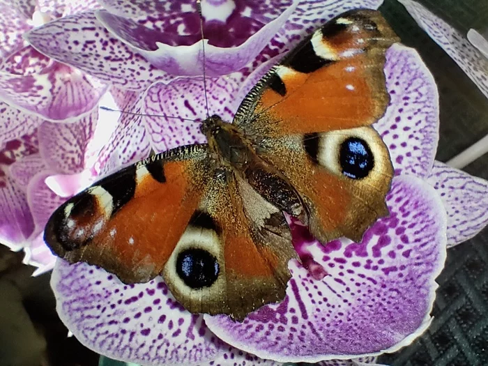 Podobrashka. - My, Insects, Biology, Butterfly, Peacock's Eye, Mobile photography, Primorsky Krai, Longpost