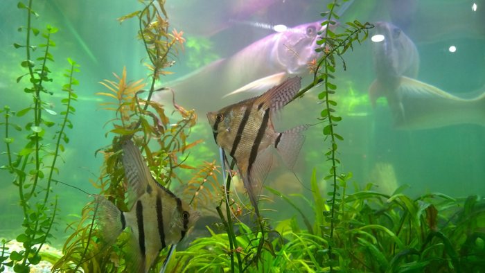 Просто очередная аравна