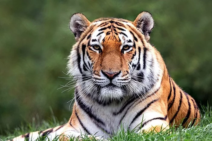 In the Amur region, a tiger attacked a horse - Amur tiger, Amur region, Horses, Attack, Incident, Amur region, Negative, Big cats, , Cat family, Predatory animals, Wild animals, Village, Tiger