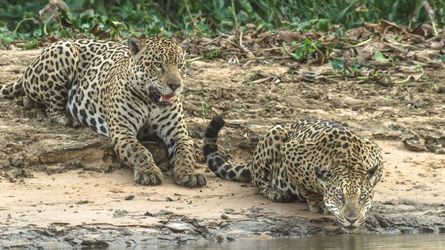 Strange jaguars found in Brazilian swamps: they live in a flock and fish instead of hunting - Jaguar, Brazil, Swamp, Big cats, Cat family, Predatory animals, Wild animals, wildlife, , Reserves and sanctuaries, Phototrap, The national geographic, Ecologists, The science, Research, Scientists, South America, Population, Video, Longpost