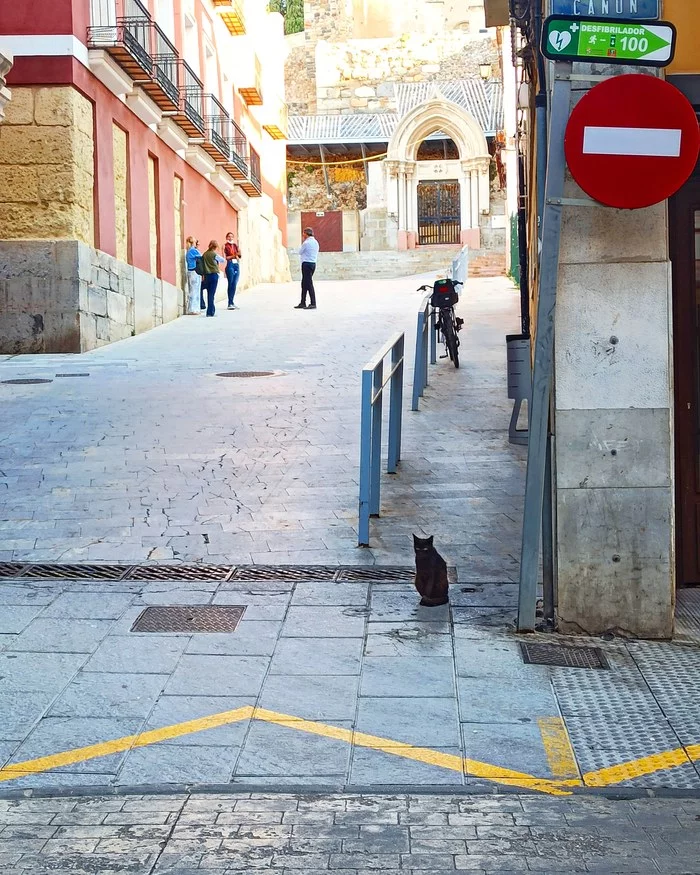 Pondered - My, cat, Black cat, Spain, Cartagena