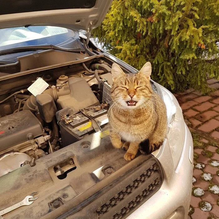 tailed mechanic - My, cat, Battery, Longpost