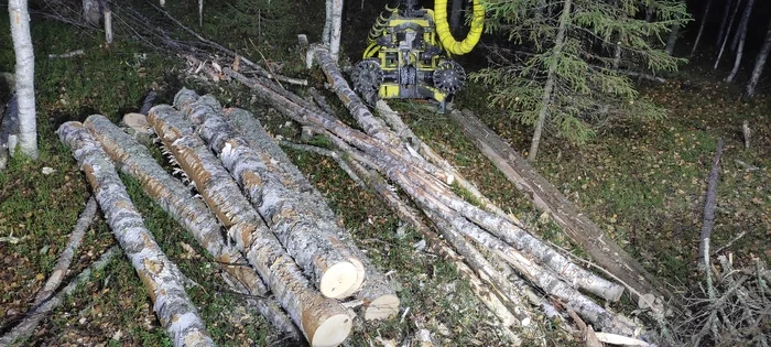 About working in the forest - Forest, Work, Longpost, Tractor, My