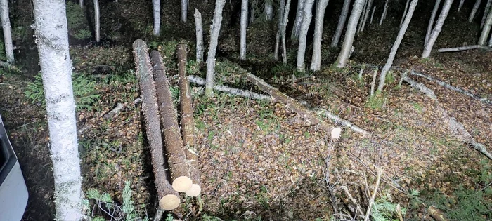 About working in the forest - Forest, Work, Longpost, Tractor, My