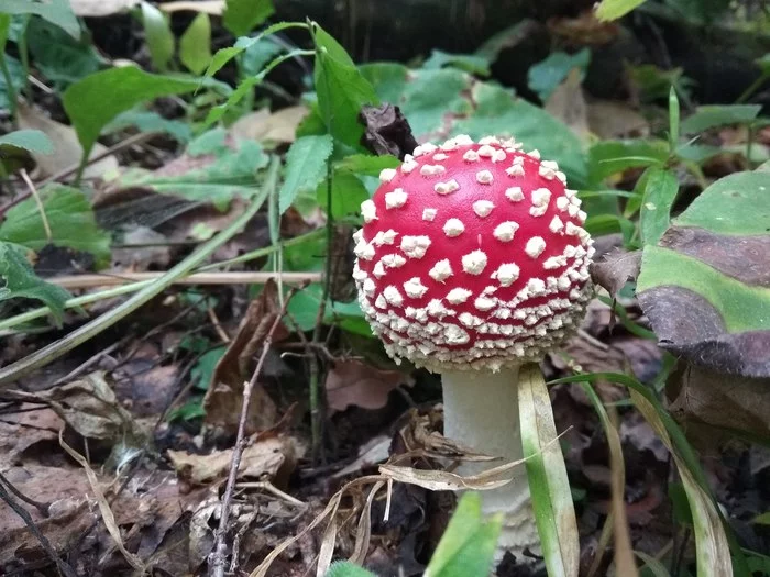 The abundance of fly agarics in 2021 - My, Mushrooms, Fly agaric, Kursk region, Silent hunt, Longpost