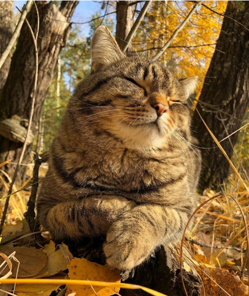 Autumn buzz) - cat, Autumn, Paws