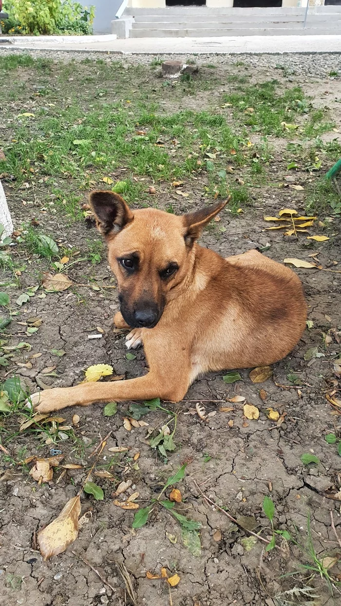 Homeless dog, Solnechnodolsk. - My, Homeless animals, No rating, Solnechnodolsk, Abundant, Longpost, In good hands, Dog