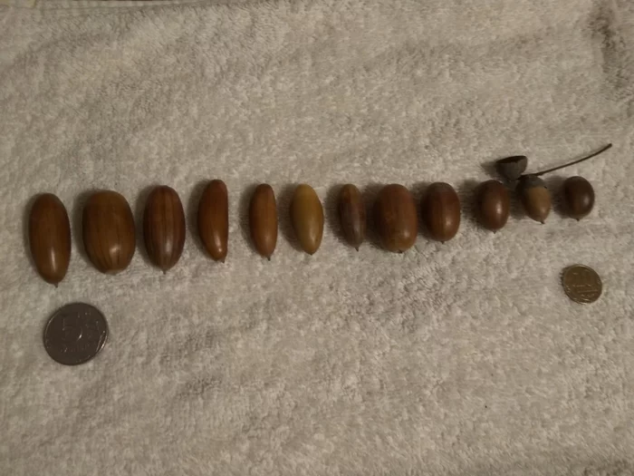 Acorns from different oaks - Oak, Acorn, Comparison