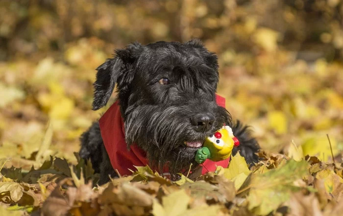 Giant Schnauzer Brill - Giant schnauzer, Schnauzers, Dog, Moscow, Pets, In good hands, Longpost, No rating