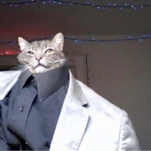 When I got ready for the interview: - cat, Humor, Images, Interview