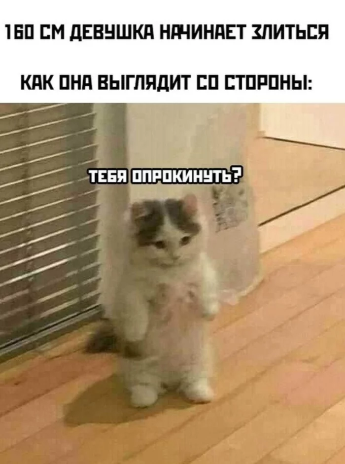 Girls are such girls - Humor, Memes, cat, Girls, Picture with text, Kittens