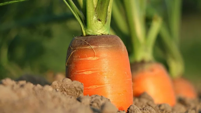 Why carrots can grow bitter - Carrot, Garden, Garden, Advice, Longpost