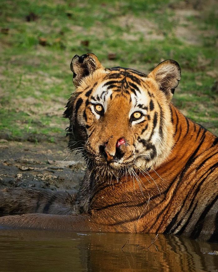 Experienced - Tiger, Big cats, Cat family, Predatory animals, Wild animals, wildlife, India, Reserves and sanctuaries, , The photo, Water, Scar