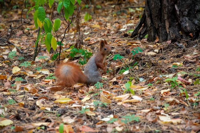 Protein in your feed - My, Squirrel, The park, Longpost, The photo, PHOTOSESSION, Nature