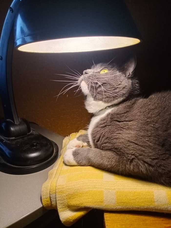 Cat with a lamp. - My, cat, Лампа, The photo, Pets