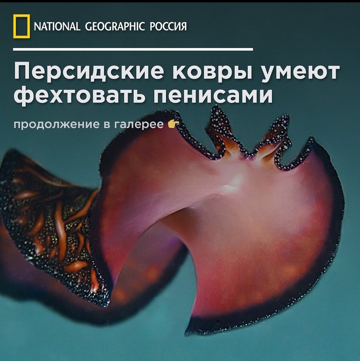 National Geographic  , , , The National Geographic, , , 