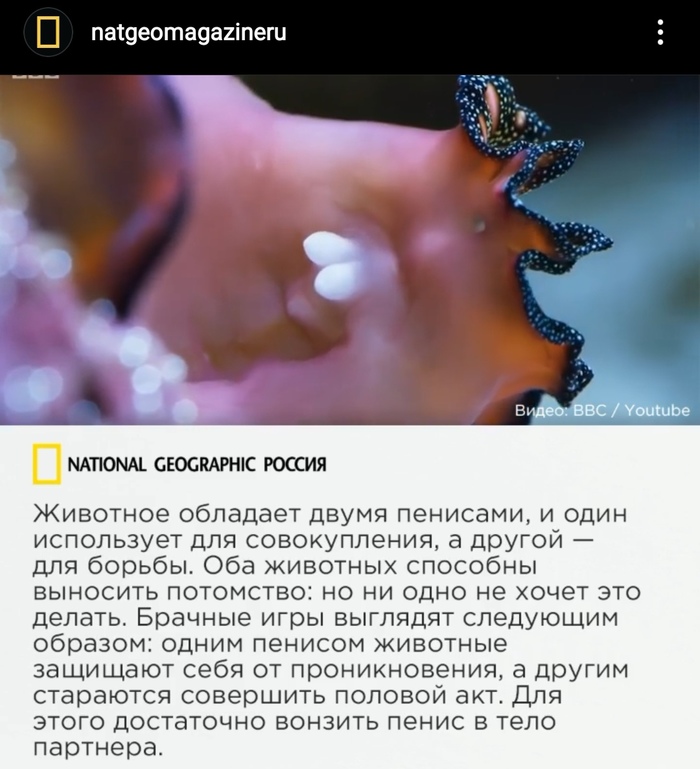 national geographic жизнь до рождения собаки. Смотреть фото national geographic жизнь до рождения собаки. Смотреть картинку national geographic жизнь до рождения собаки. Картинка про national geographic жизнь до рождения собаки. Фото national geographic жизнь до рождения собаки