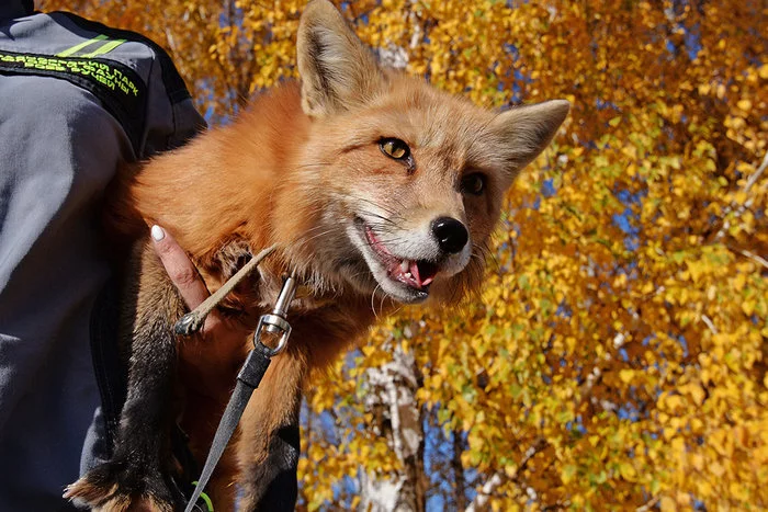 The Supreme Court upheld the ban on citizens to keep foxes at home - Fox, Canines, Wild animals, Predatory animals, Court, The court's decision, Supreme Court