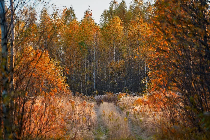 Заплутайки - Моё, Осень, Нижегородская область, Пейзаж, Фотография, Длиннопост