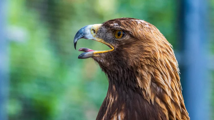 Eagle - My, Predator birds, Zoo, Eagle, The photo